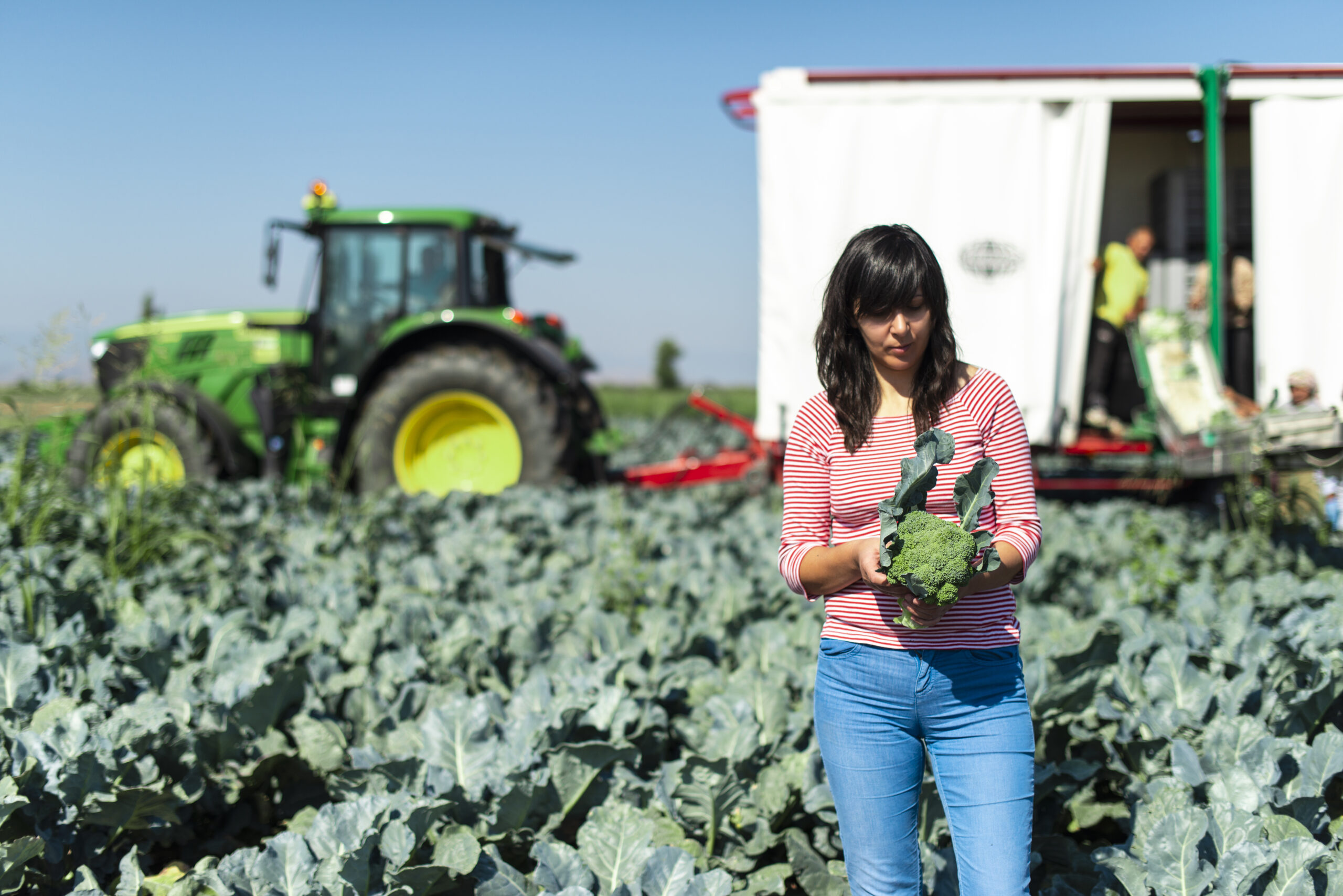 Worker shows broccoli on plantation. Picking broccoli. Tractor and automated platform in broccoli big garden. Sunny day. Woman hold broccoli head.