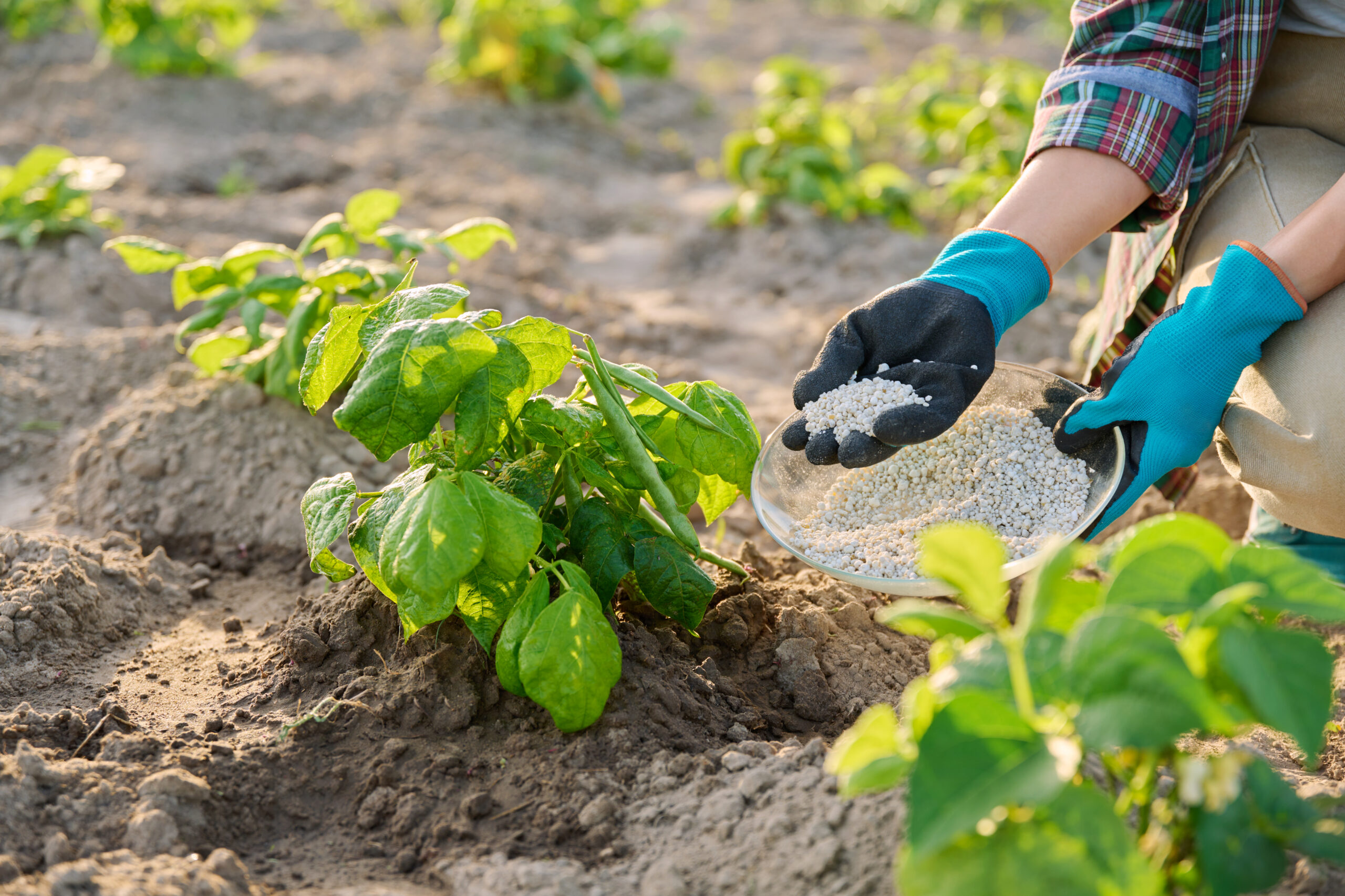 Close up of mineral fertilizers in hands of female gardener farmer, fertilizing beans legumes plant. Farming, agriculture cultivation horticulture, growing eco organic vegetables, green hobby concept