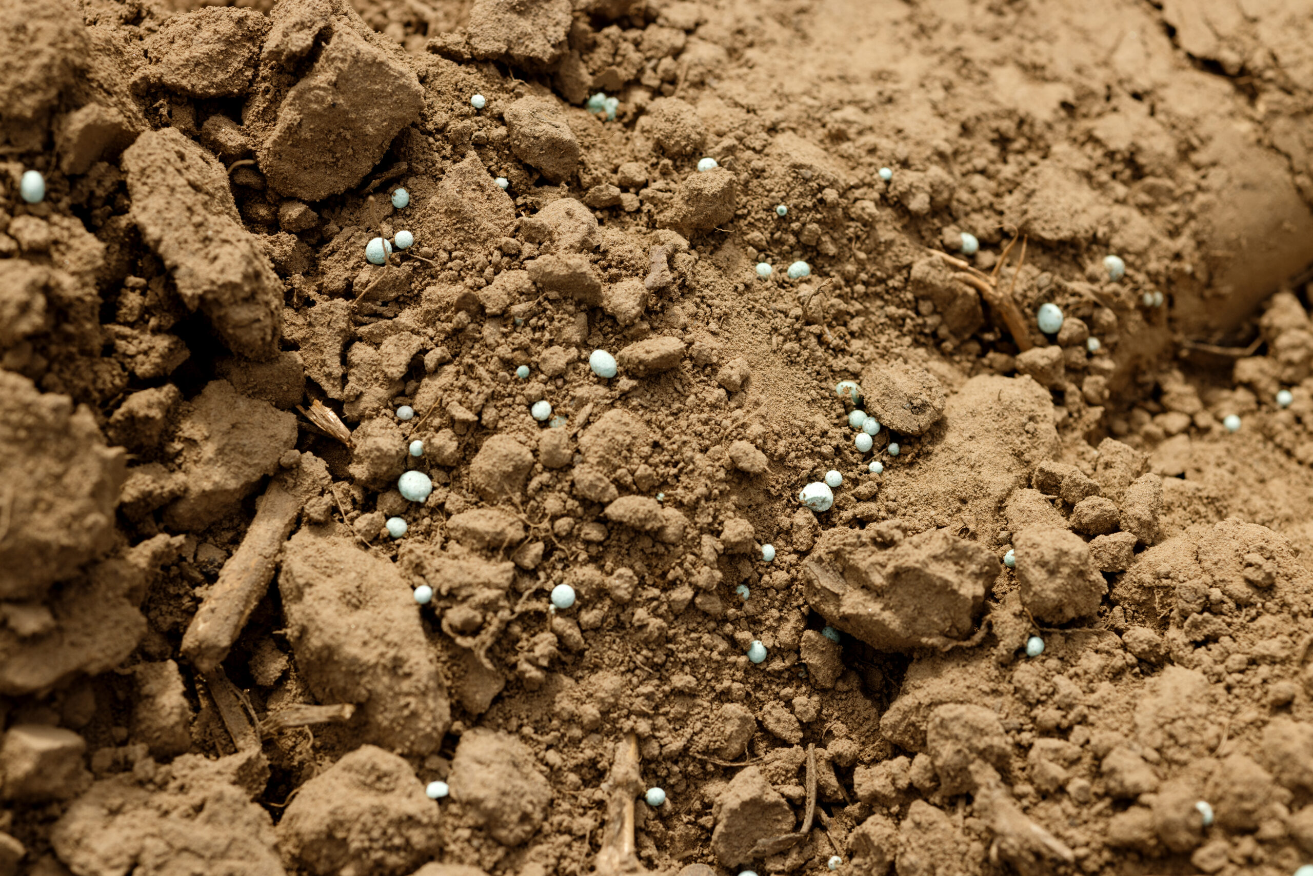 Fertilizer granules in the potato field before planting tubers. Germany