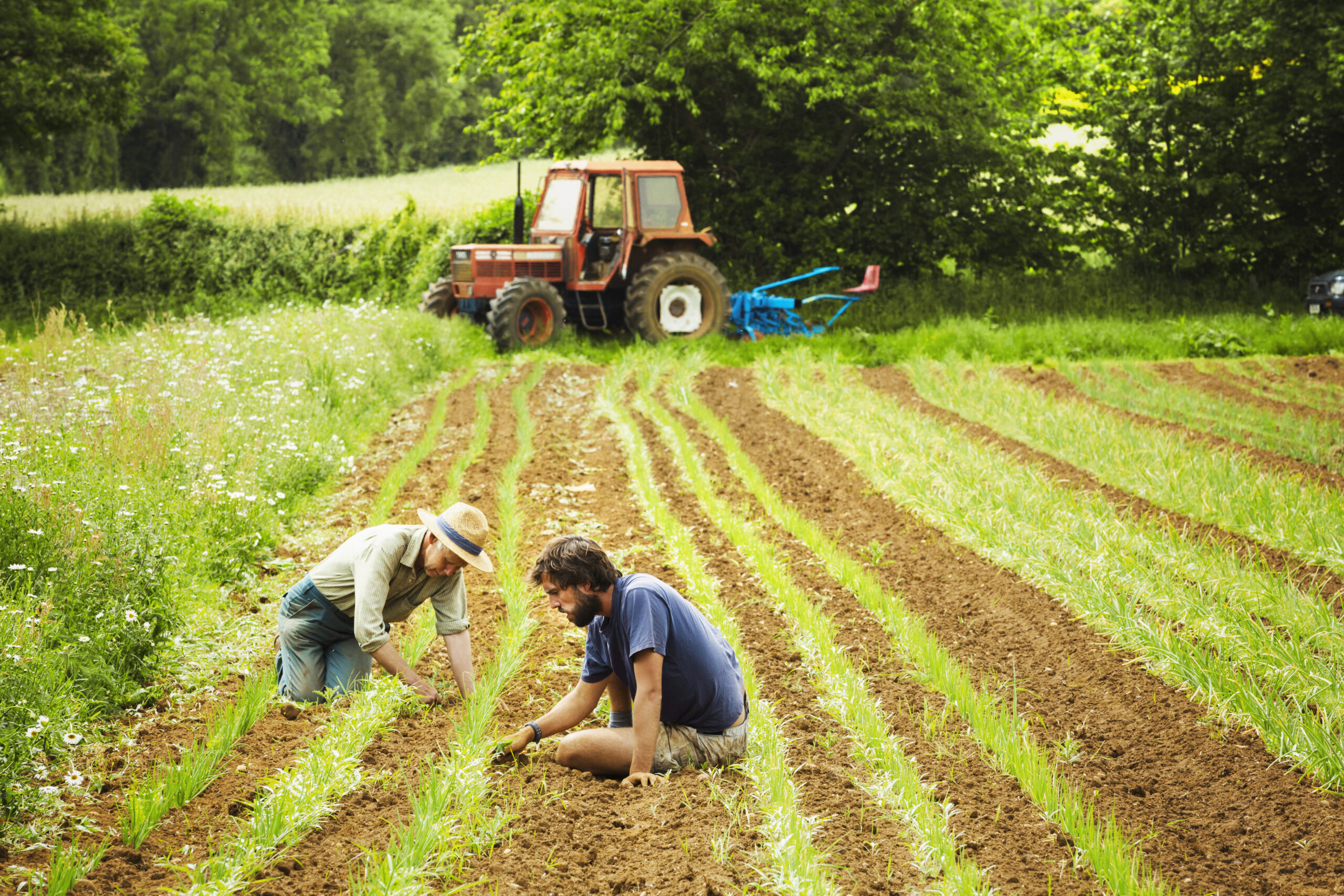 Two men tending rows of small plants in a field.