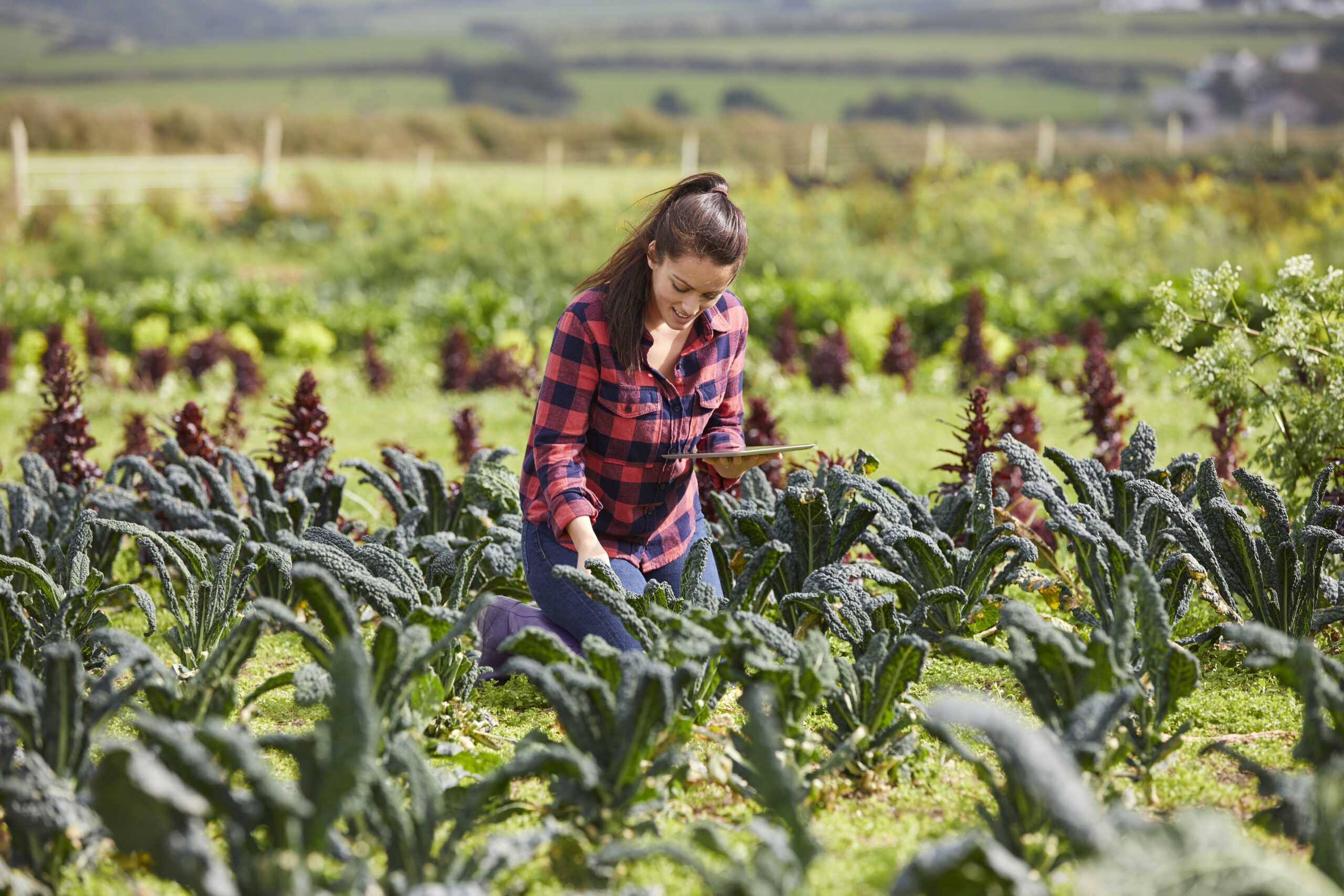 Woman in vegetable garden using digital tablet