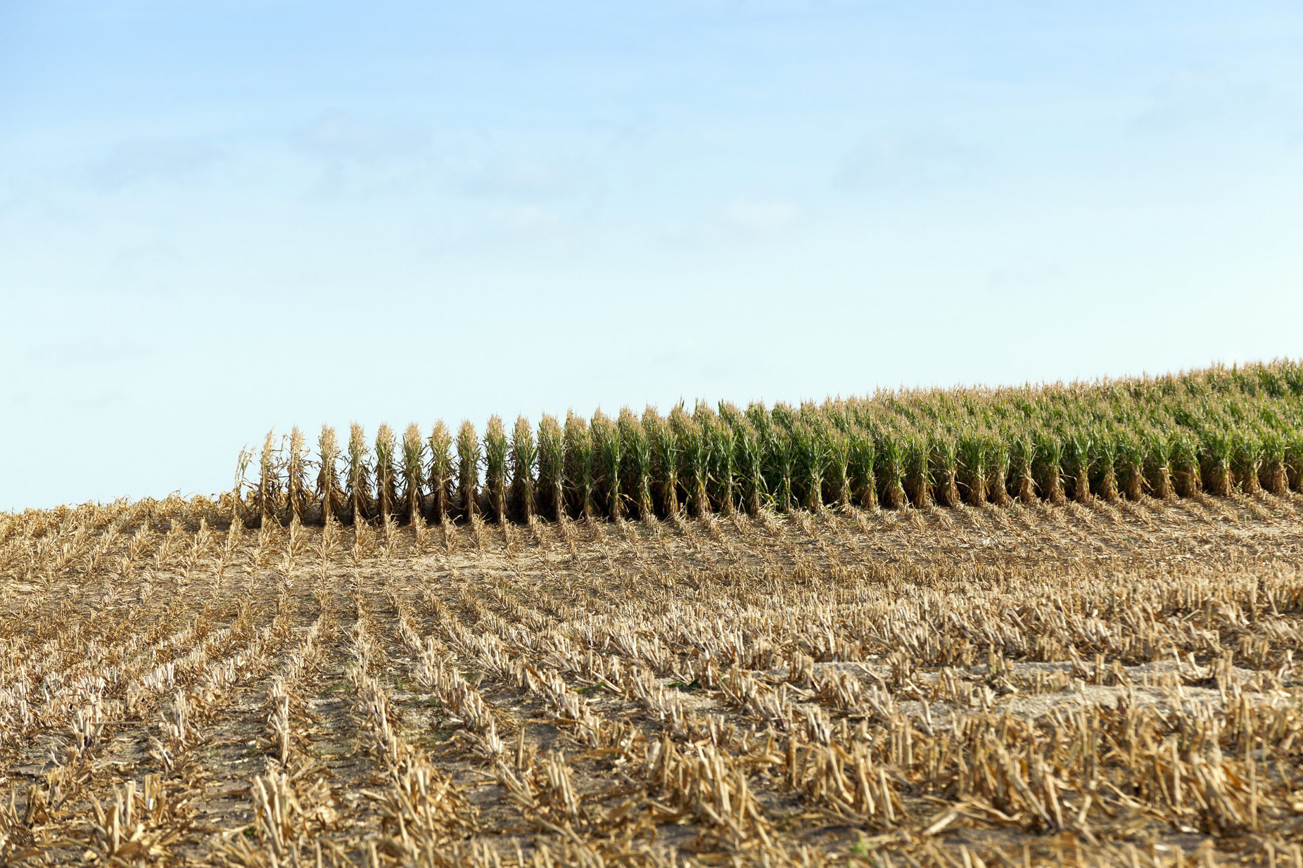 agricultural field, which collected mature corn crop, beveled yellowed stalks of a plant close up, the autumn season, blue sky,