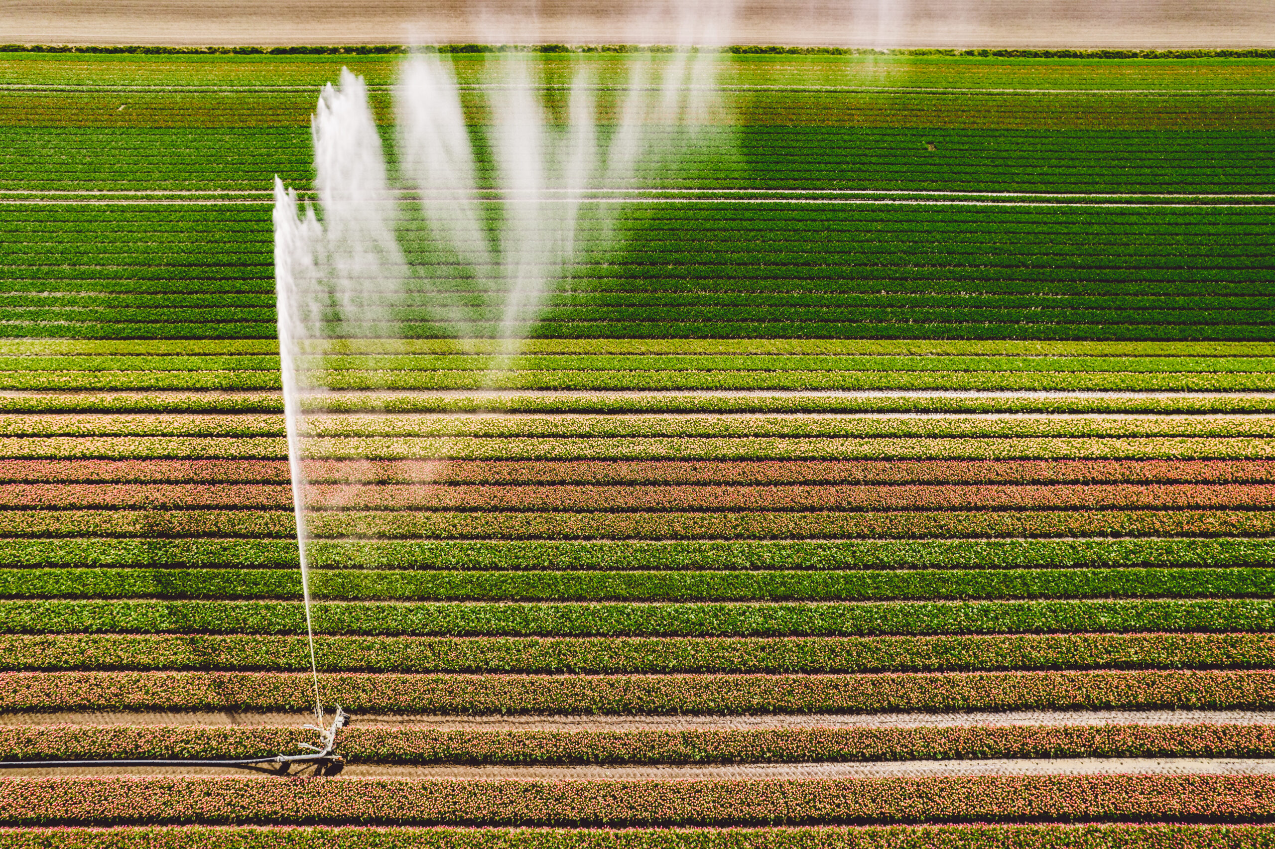 scenic-view-corn-field